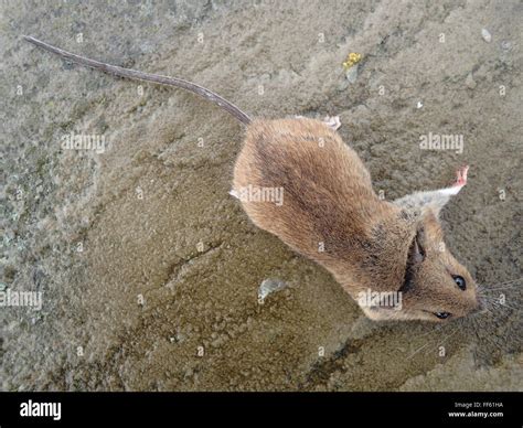 Atrapado Muerto Aplastado Fotografías E Imágenes De Alta Resolución Alamy