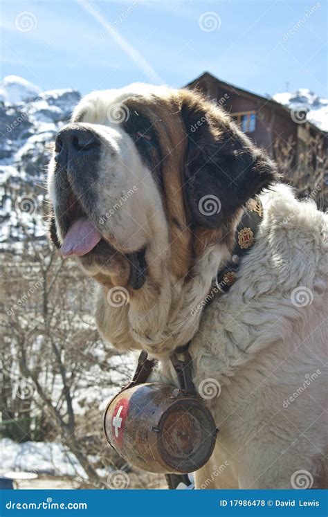 Saint Bernard Rescue Dog stock photo. Image of saint - 17986478