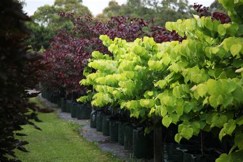 Cercis Chinensis Avondale Trees You Can Grow In Melbourne