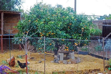 Everything is in Bloom 010_Satsuma Tangerine Tree in Bloom again – Mind ...