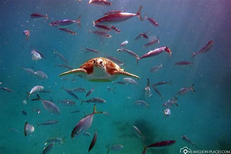 Barbados - Snorkeling with turtles in Carlisle Bay (Barbados)