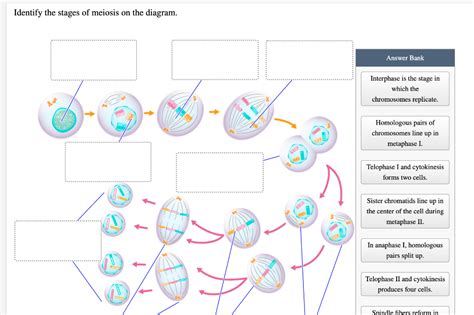 Diagram Stages Of Meiosis Patriciablaire