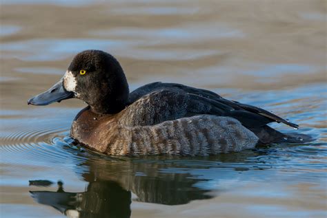 Maryland Biodiversity Project Greater Scaup Aythya Marila