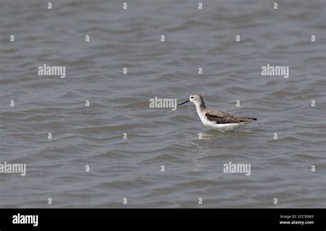 Marsh Sandpiper Tringa Stagnatilis In Presumed First Summer