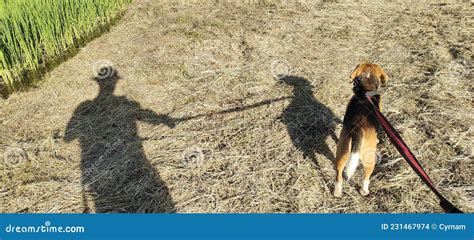 El Dueño Y Su Perro De La Barba Caminan Por La Naturaleza Foto de