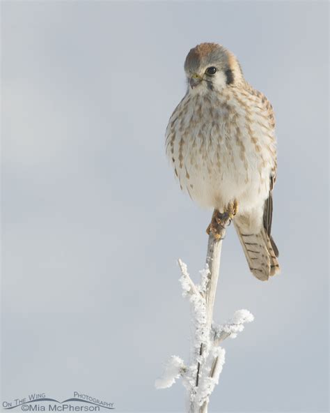 Female American Kestrel On A Frosty Winter Morn On The Wing Photography