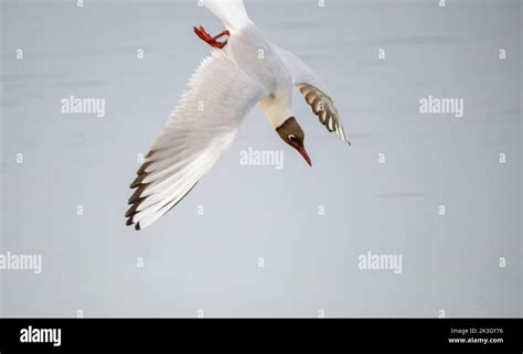 Black Headed Gull Plunging On Its Prey Stock Photo Alamy