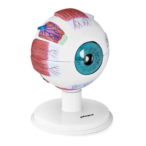 Physa Maquette Oeil Humain Mod Le Anatomique Anatomie Humaine Globe