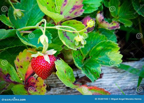 Strawberry Plant Stock Image Image Of Plant Edible 35381943