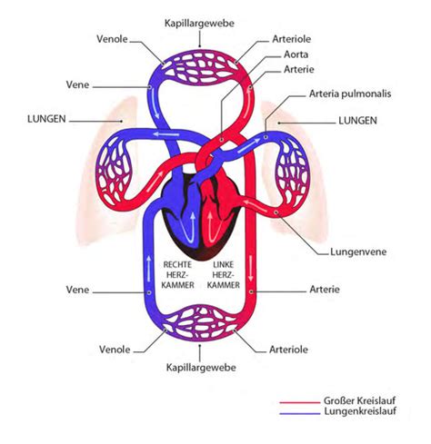 3 3 Physiologie Des Lymphs Und Herzkreislaufsystem Flashcards Quizlet