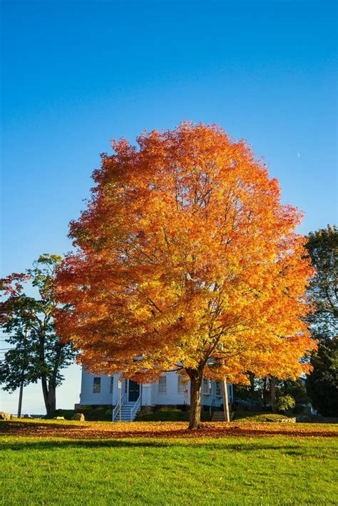 Maple Tree with Colorful Autumn Foliage in New England Stock Photo ...