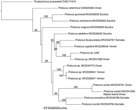 Maximum Likelihood Phylogenetic Hypothesis Based On 1457 Aligned Bases