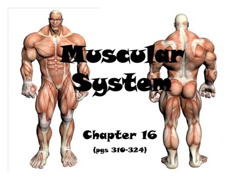 Ppt Muscular System Powerpoint Presentation Free Download Id3339401