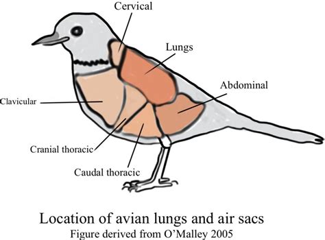 Basics of the Respiratory System in Birds – Veterinary Kinetics Rehab