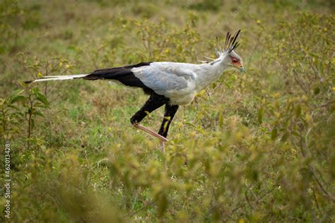 Secretarybird Or Secretary Bird Sagittarius Serpentarius Large