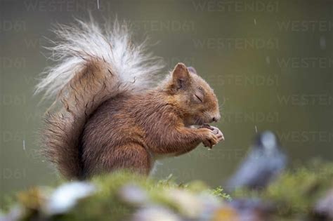 Rotes Eichhörnchen Sciurus Vulgaris Beim Fressen Im Freien