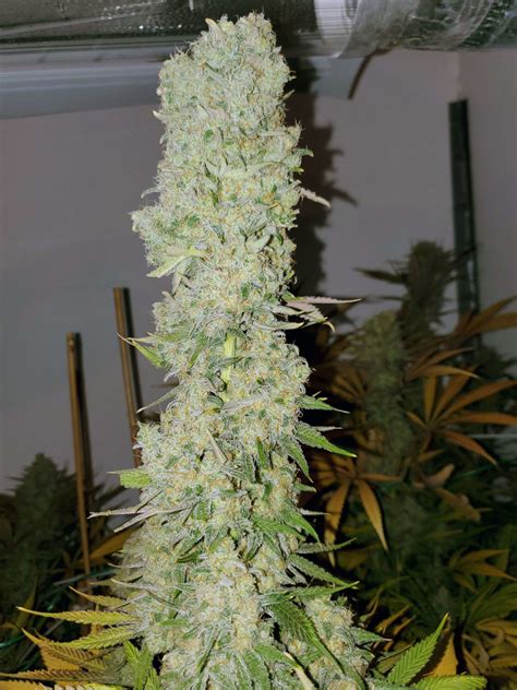 White Widow Ec Genetics Cannabis Seeds Canada