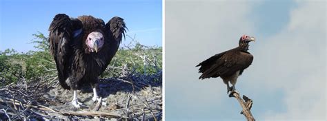 Vulture Conservation | Endangered Species | Tswalu Kalahari