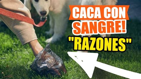 ¿por QuÉ Mi Perro Hace Caca Con Sangre🩸💩 Youtube