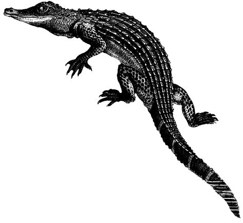 Alligator | ClipArt ETC