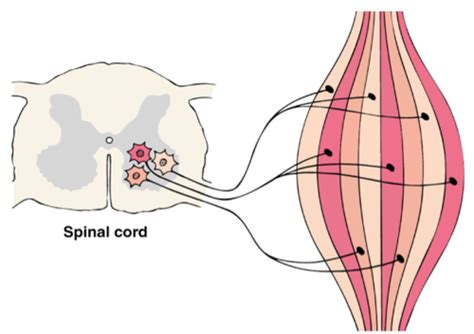 Exercise Phys Final Muscle Contraction Flashcards Quizlet