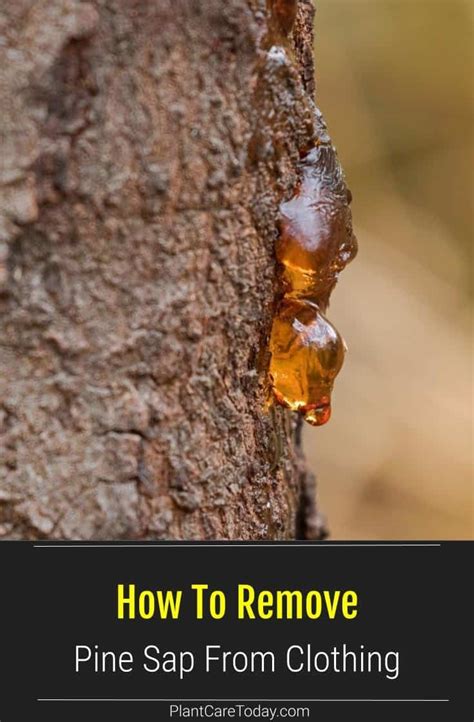 How To Remove Pine Sap From Clothing Pine Pitch How Do You Remove