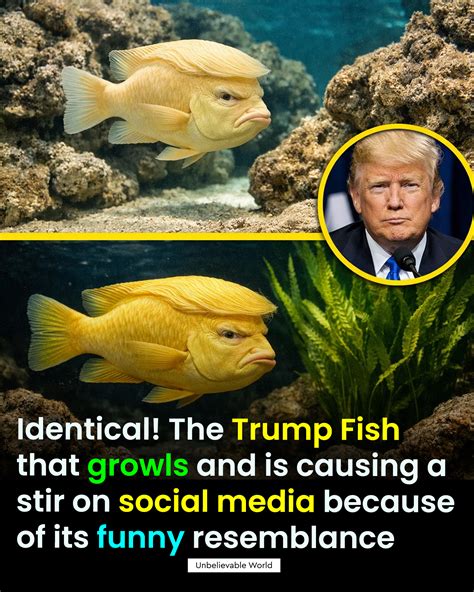 Unbelievable - The horned cowfish (Lactoria cornuta) is going viral