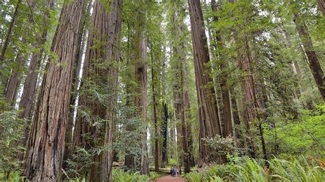 Thinking Long-Term: Why We Should Bring Back Redwood Forests - Yale E360