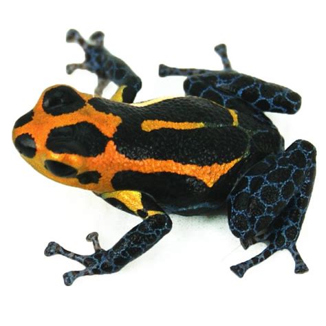 Ranitomeya Imitator Varadero Captive Bred Mimic Poison Dart Frog