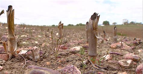 Globo Rural Sergipe enfrenta a pior seca dos últimos cinco anos