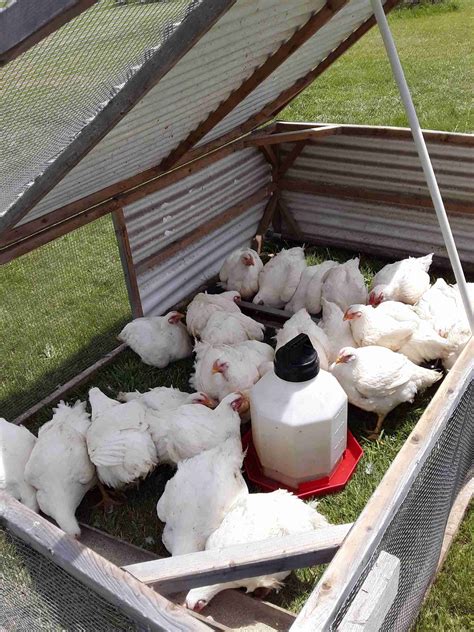 3 Reasons for Pasture Raised Chicken • my naturally sweetened life