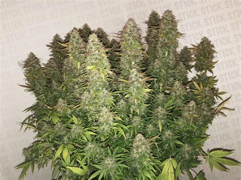 how do you know when to harvest weed