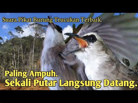 SUARA PIKAT BURUNG TRUCUKAN PALING AMPUH DAN CEPAT DATANG TERBAIK