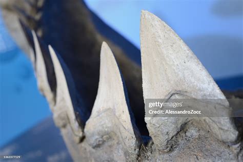 Reconstruction Of Teeth Of The Largest Shark High-Res Stock Photo ...