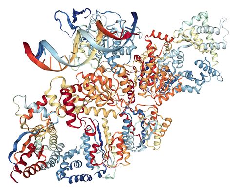 Xpd Protein Overview Sino Biological