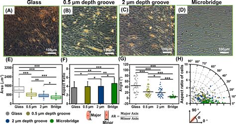 Effect Of Anisotropic Structural Depth On Orientation And