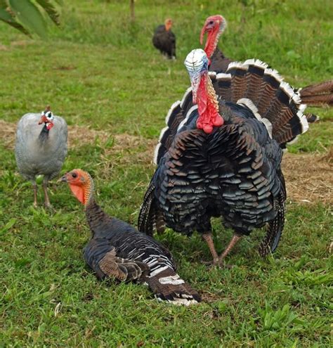 Turkey Breeds - FARM TALK.