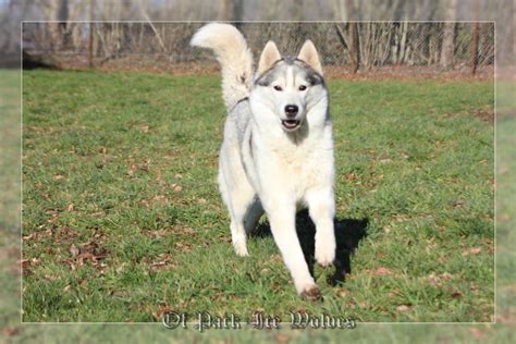 Retraité Husky Passion Elevage de Husky sibérien