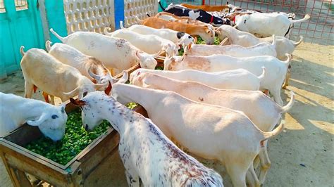 Pure Barbari Goats Teddy Bakriyan And Russian Teddy 03156703674 KHAN G