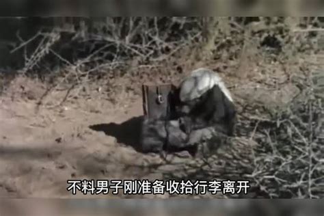 男子不小心踩到蜜獾，结果追了它整个沙漠，不愧是“平头哥”沙漠结果男子