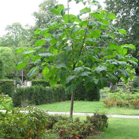 Buy Paulownia Tree (Paulownia Catalpifolia) 50 seeds online :: Seeds ...