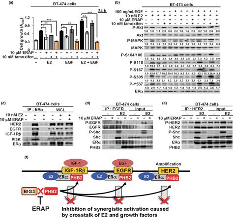 Erap Regulates Signaling Pathways By The Crosstalk Of E2 And A Variety