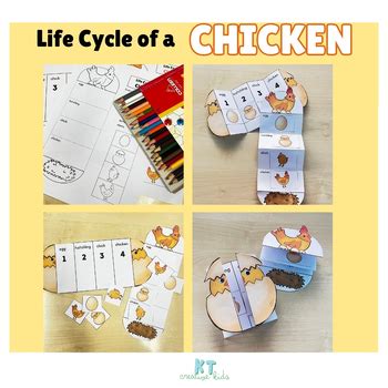 Chicken Life Cycle Foldable Sequencing Activity Cut And Paste Tpt