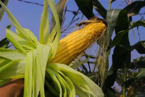 When To Plant Sweet Corn In Tennessee