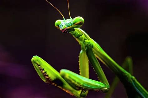 What Do Praying Mantises Eat Praying Mantis Food Guide