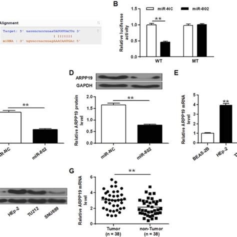 Mir Was Down Regulated In Laryngeal Cancer Cell Lines And Tissues