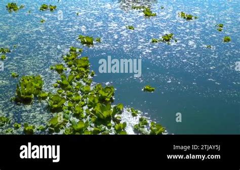 Floating Aquatic Plants Pistia Stratiotes Among Duckweed And Wolffia In