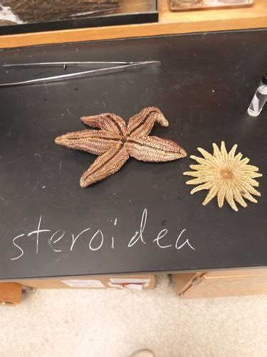 Echinodermata And Chordata Lab Flashcards Quizlet