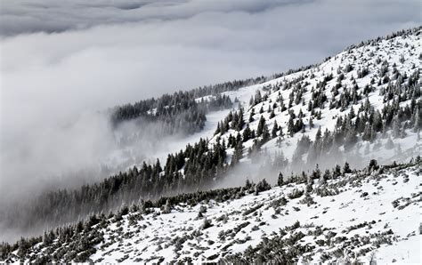 Fotos gratis árbol bosque montaña nieve invierno niebla ola