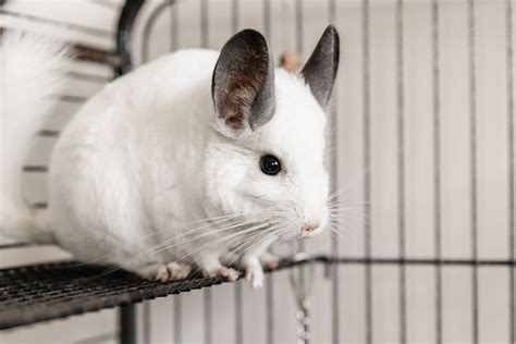 How To Care For A Pet Chinchilla